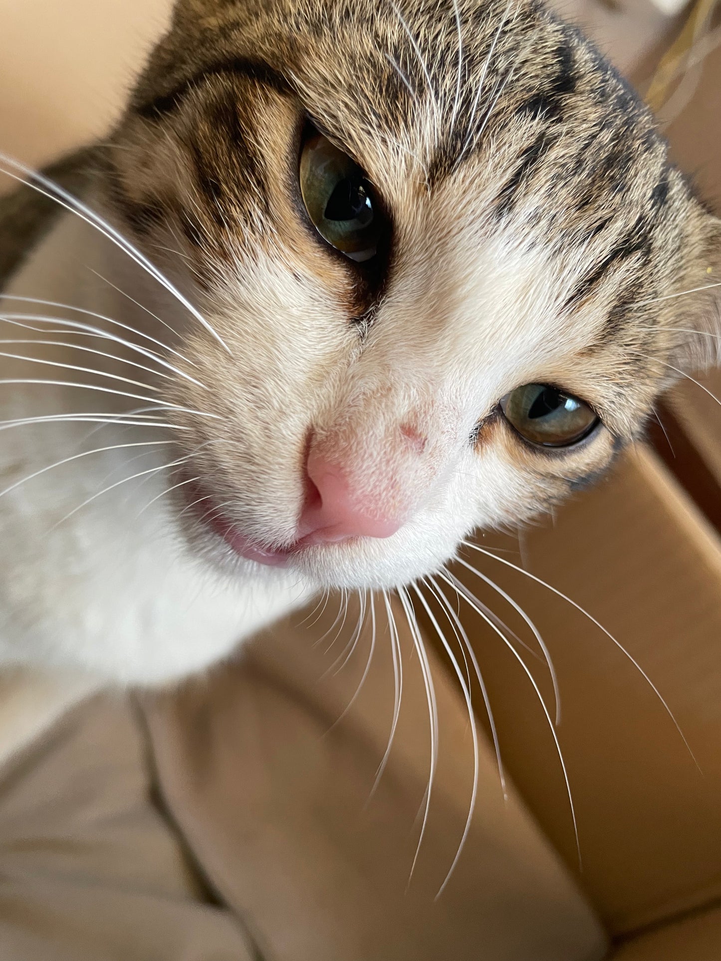 cat