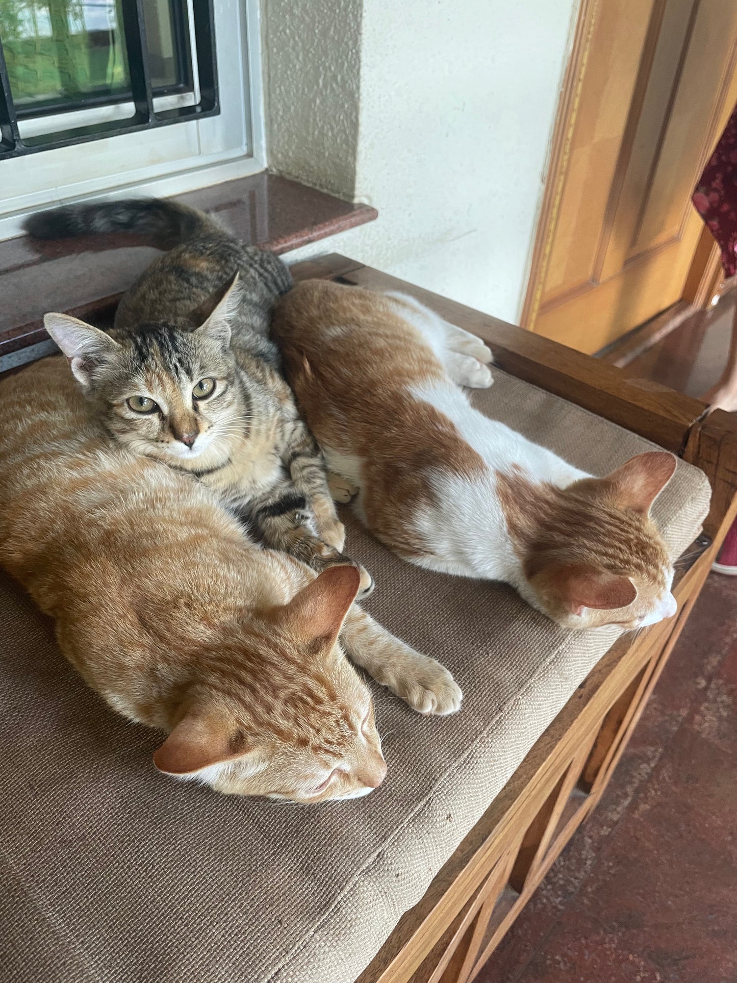 cat
