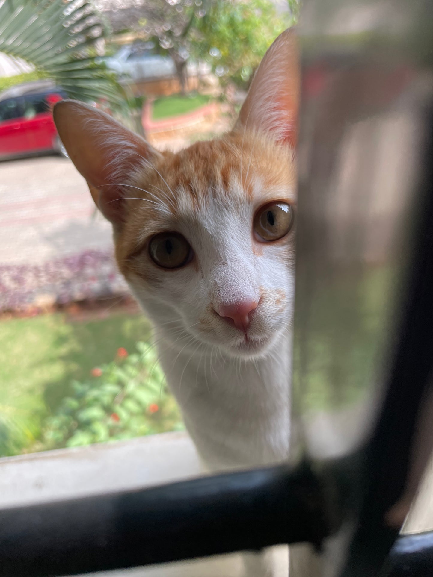 cat