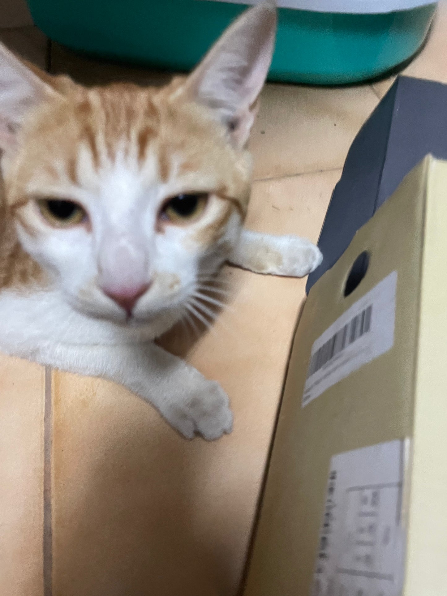 cat