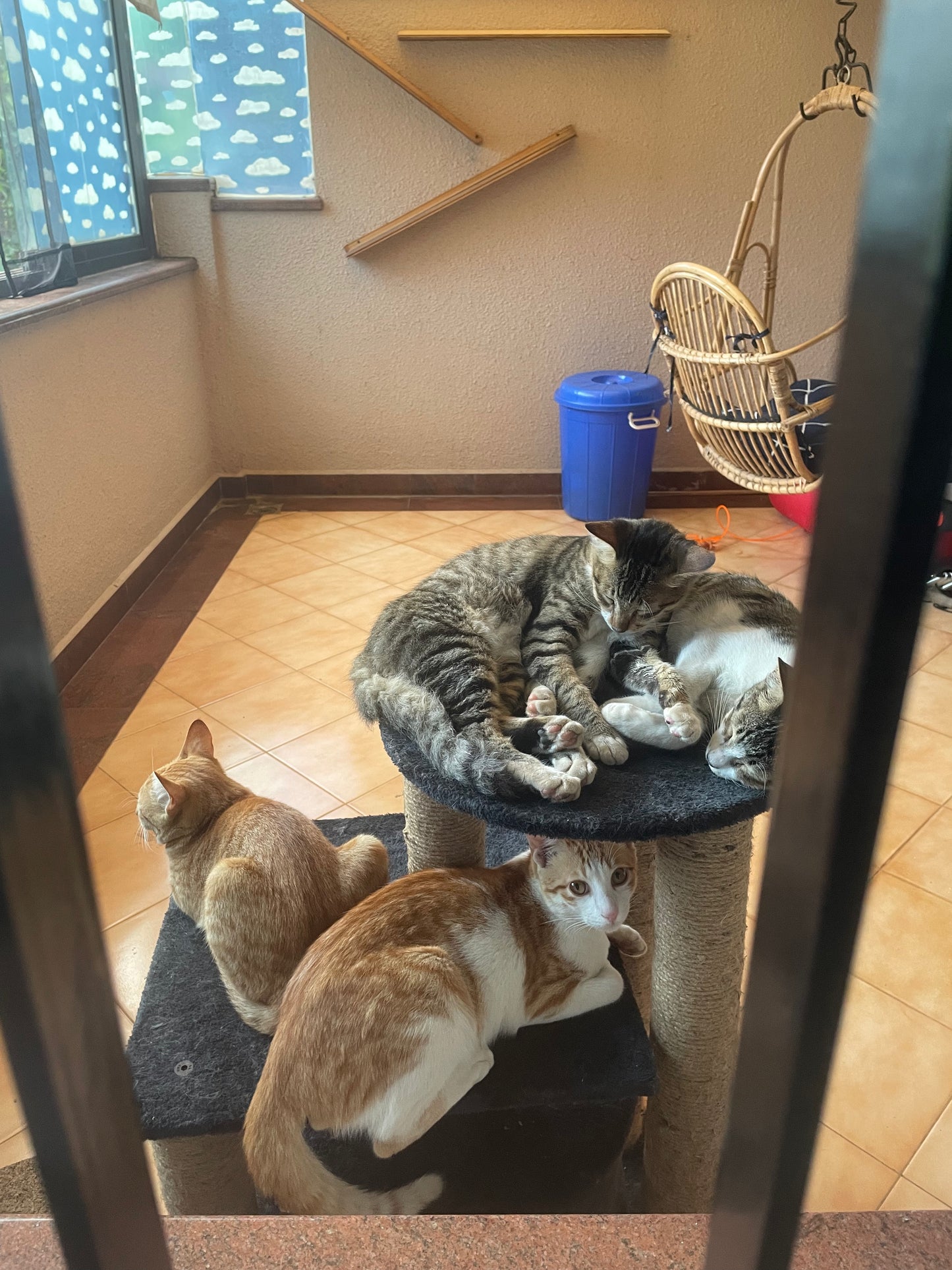 cat