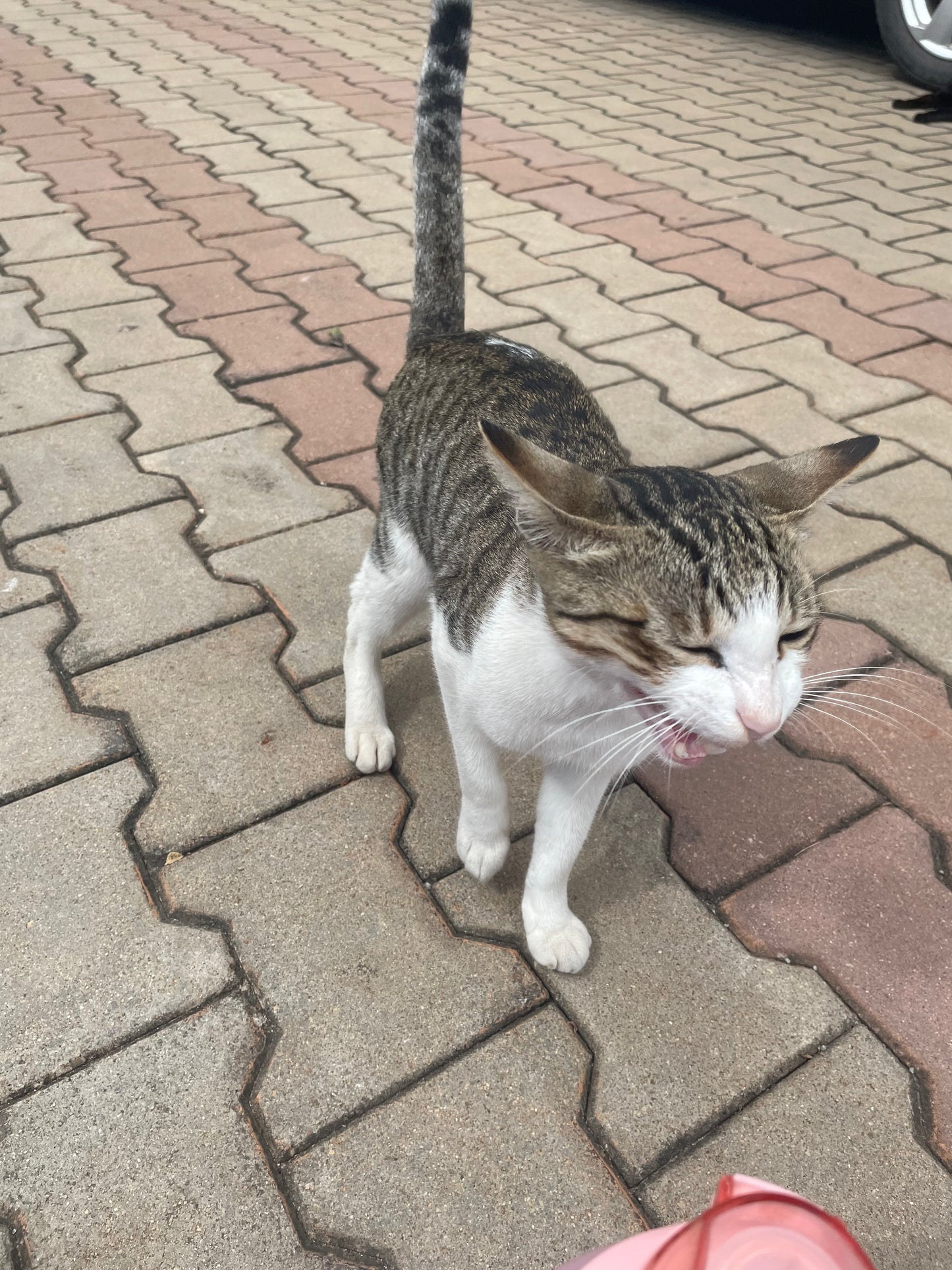 cat