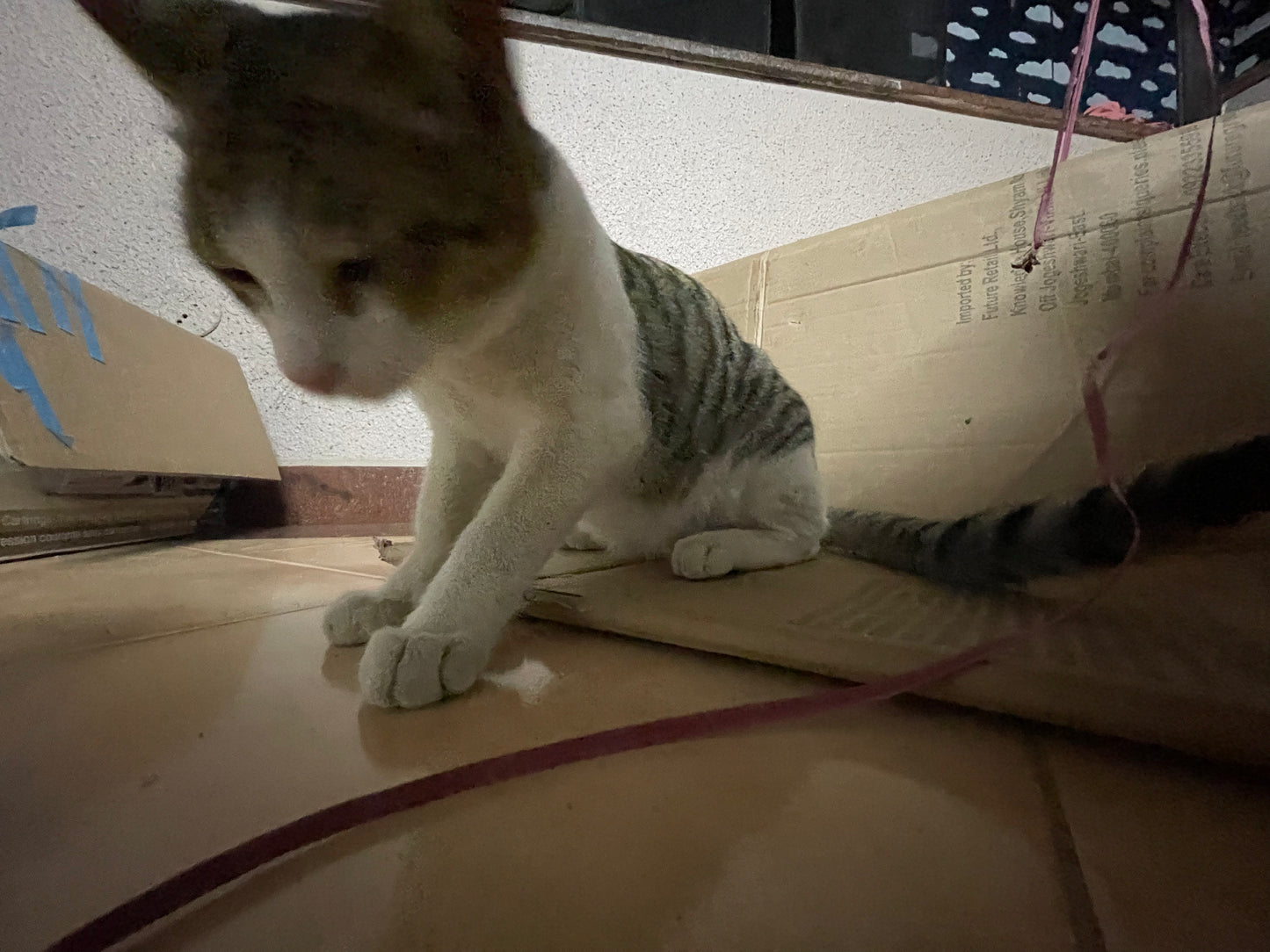 cat
