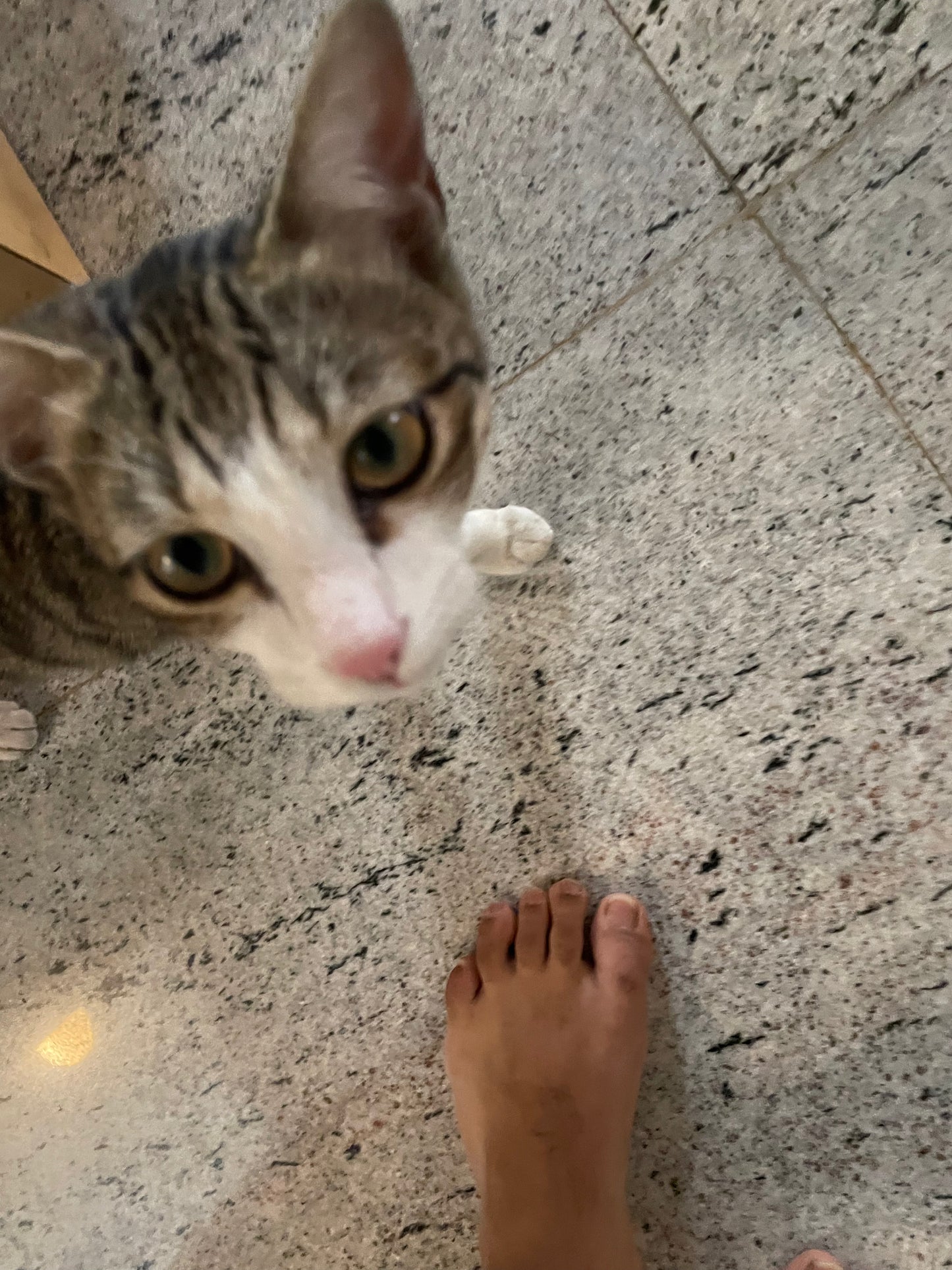 cat