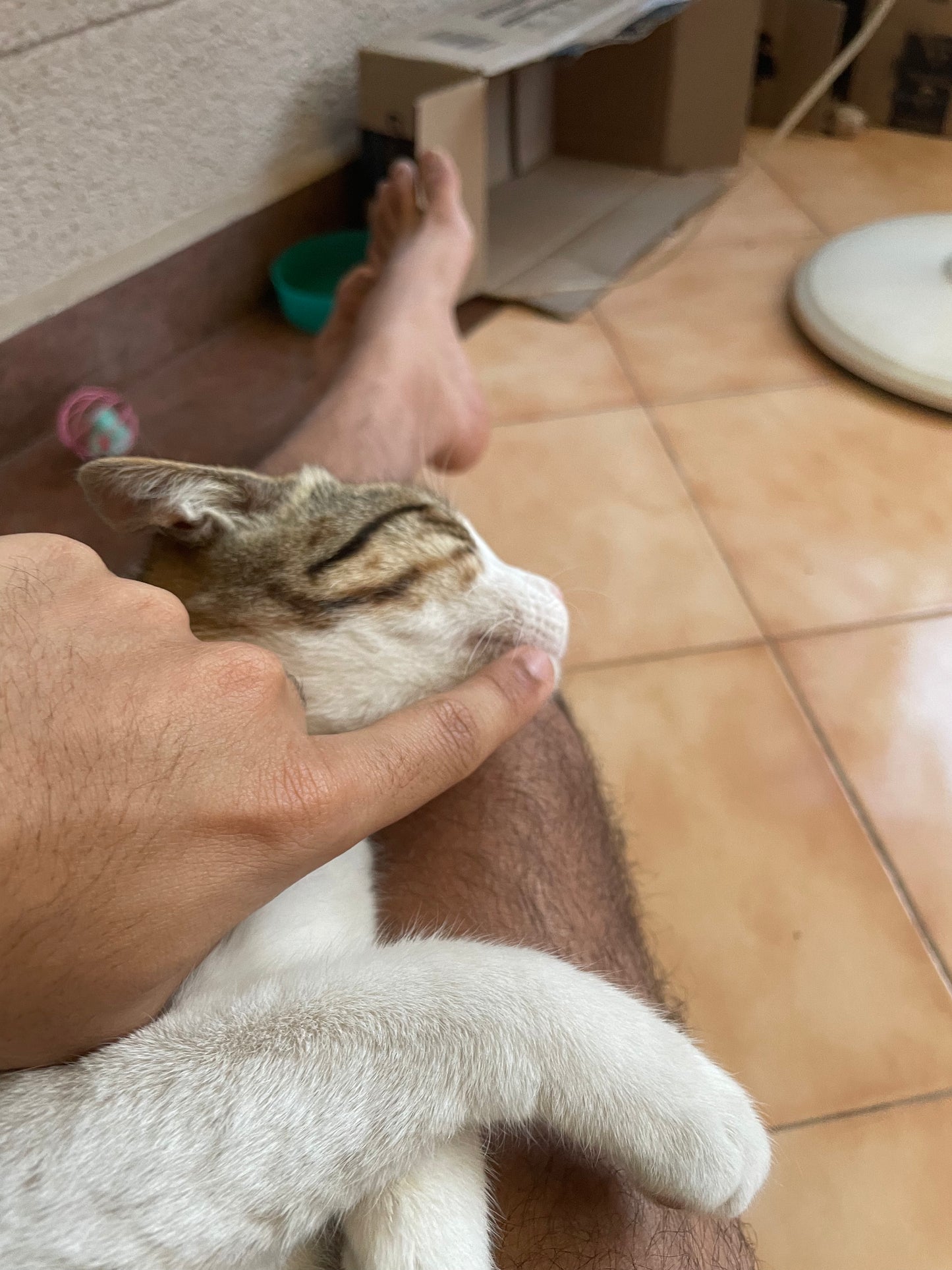 cat