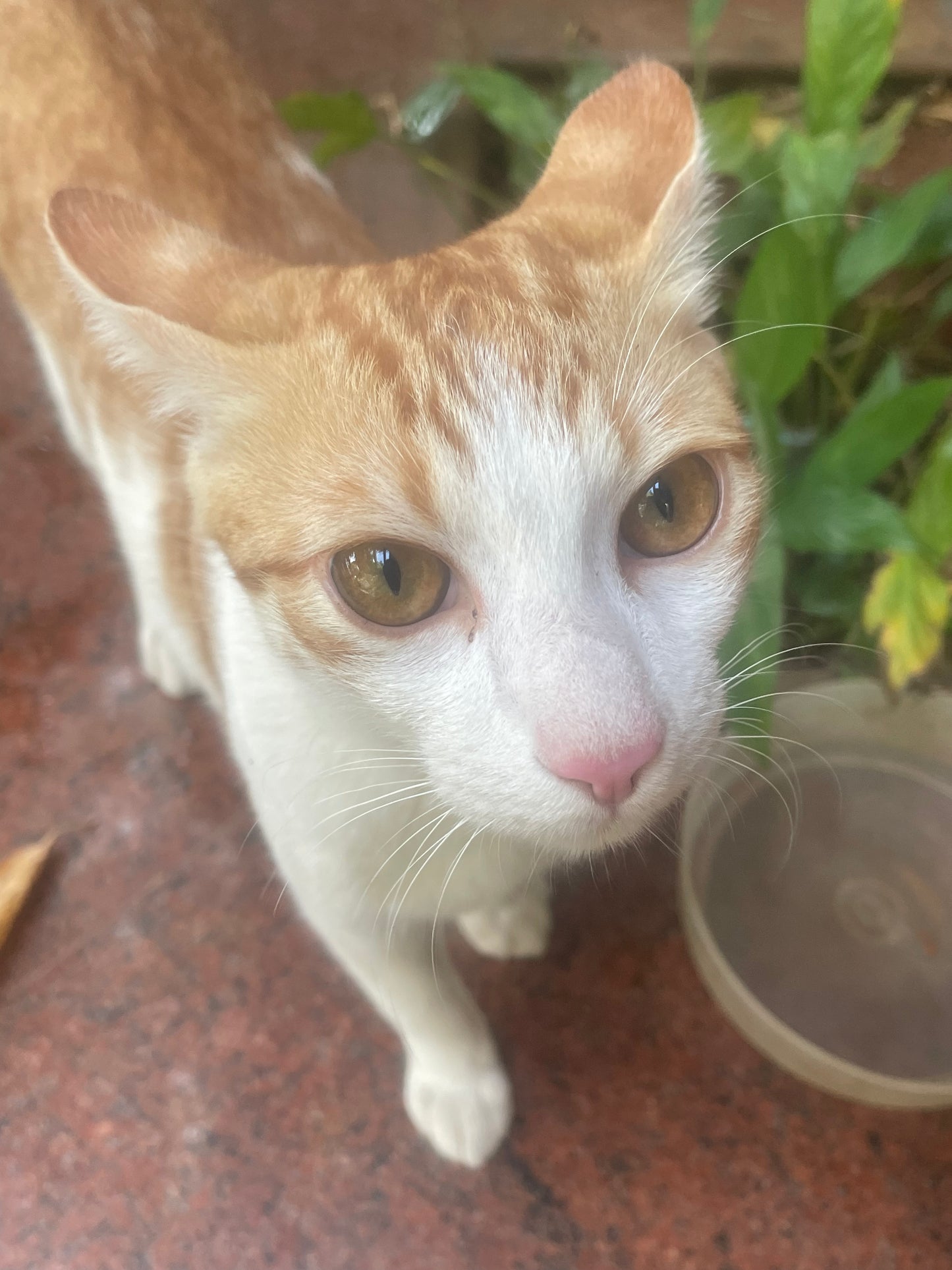 cat