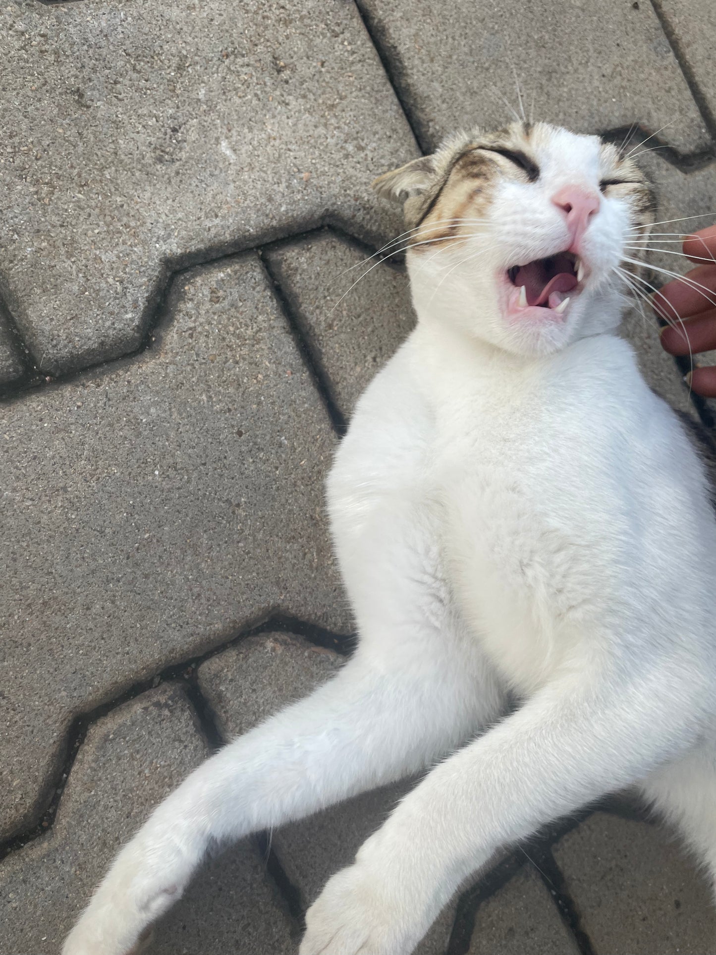 cat