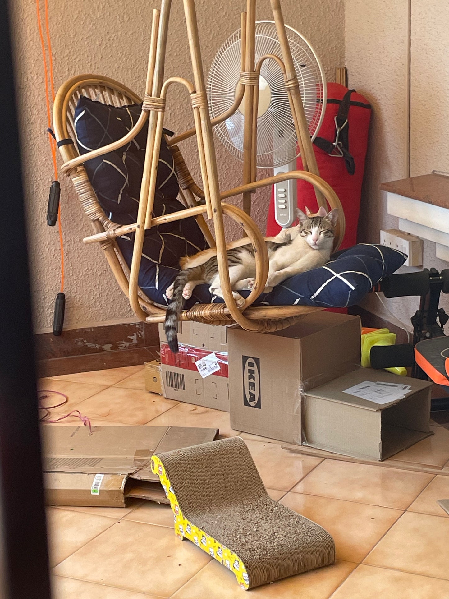 cat