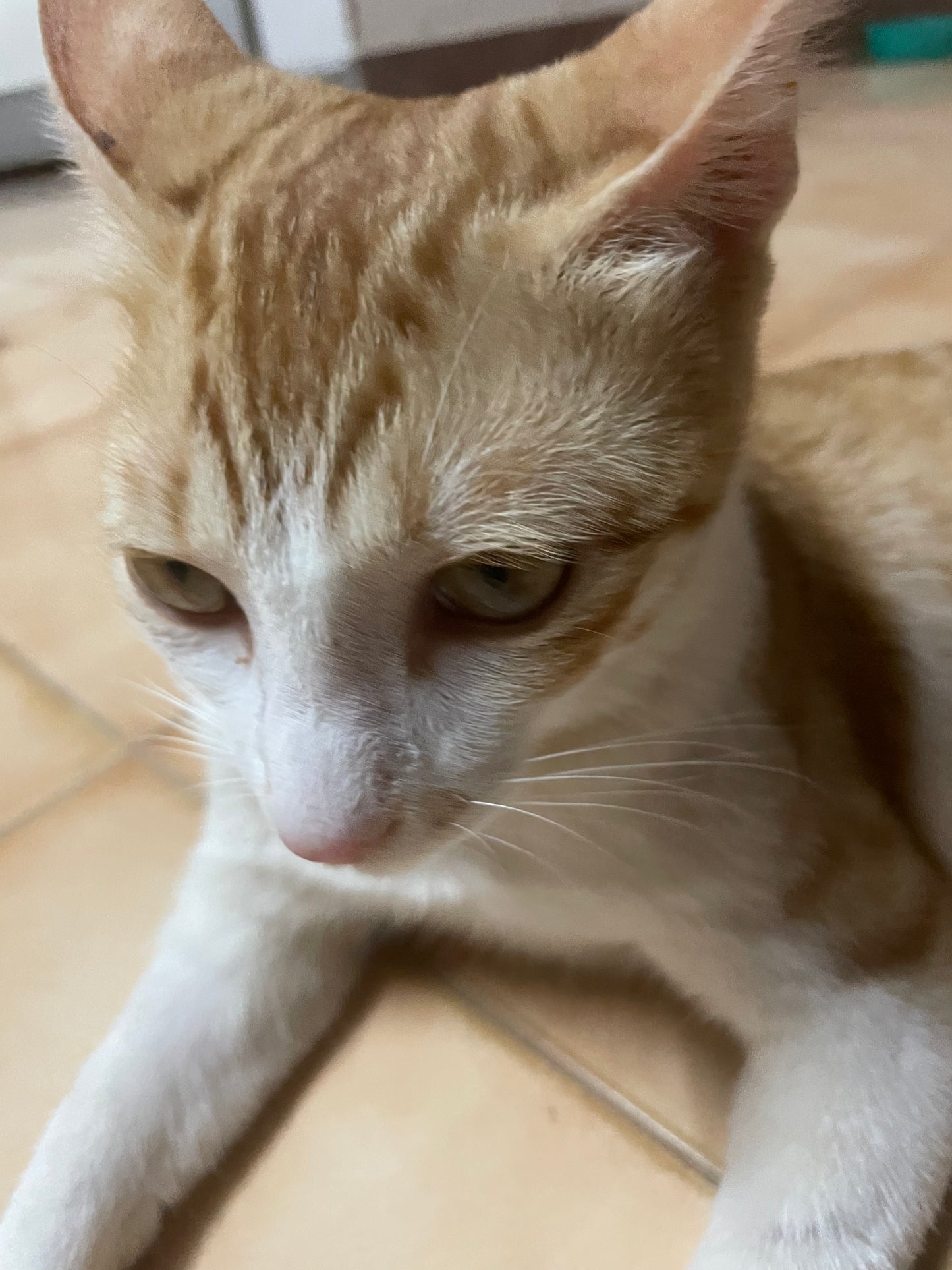 cat